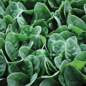 Seaside Spinach